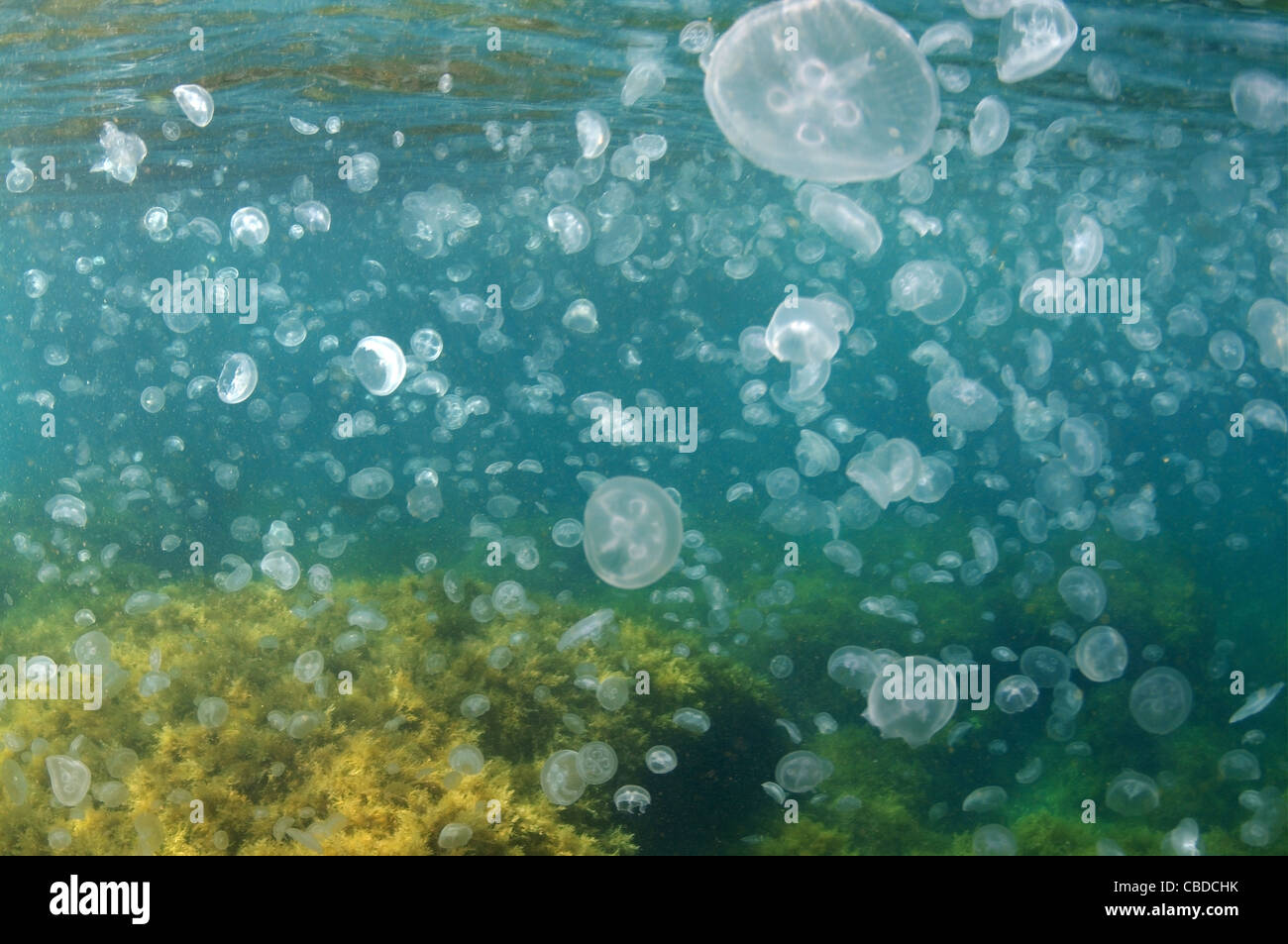 Jellyfish Aurelia  (Aurelia aurita) Stock Photo