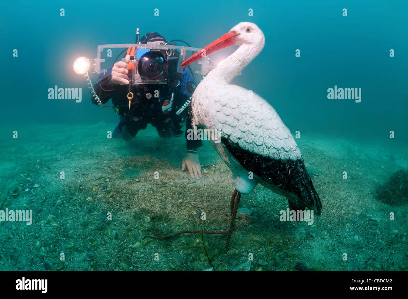 Underwater videographer shooting stork sculpture to first in the world underwater museum Leaders' Alley or Soviet Atlantis Stock Photo