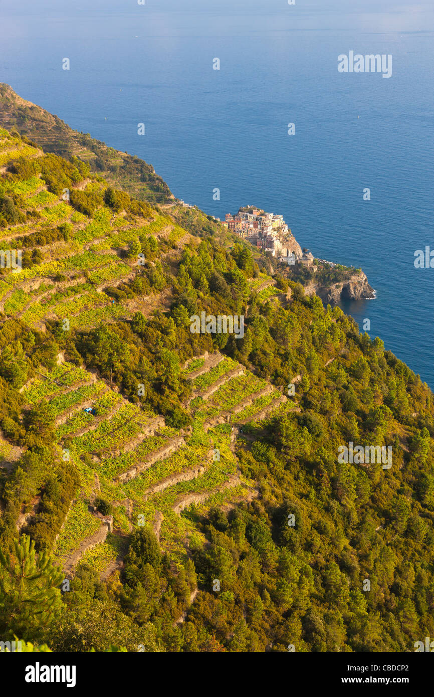 Terraced vineyards with Manarola in the background, Volastra, Province of La Spezia, Liguria, Italy, Europe Stock Photo