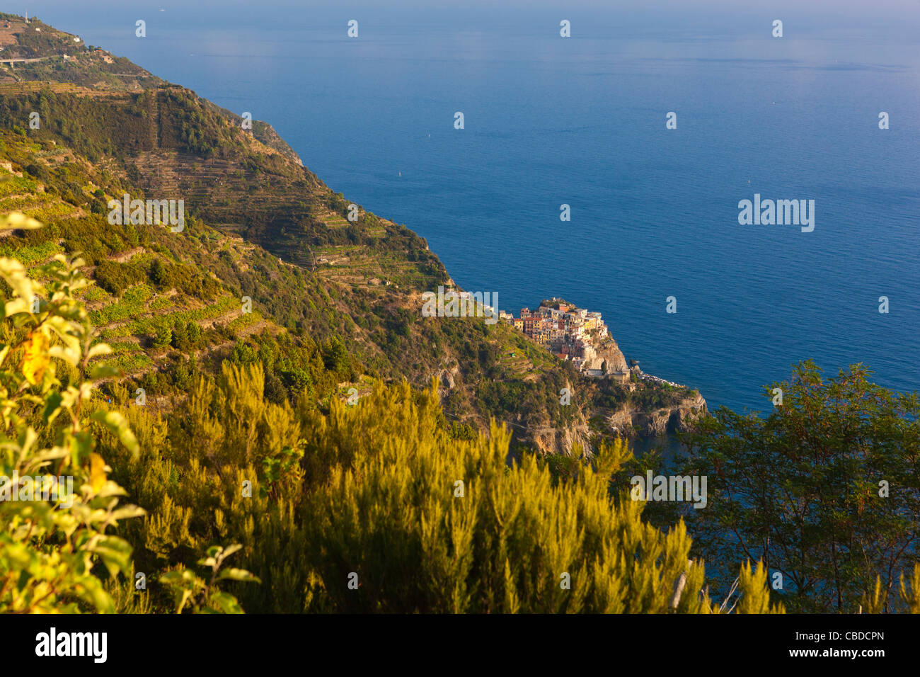 Terraced vineyards with Manarola in the background, Volastra, Province of La Spezia, Liguria, Italy, Europe Stock Photo