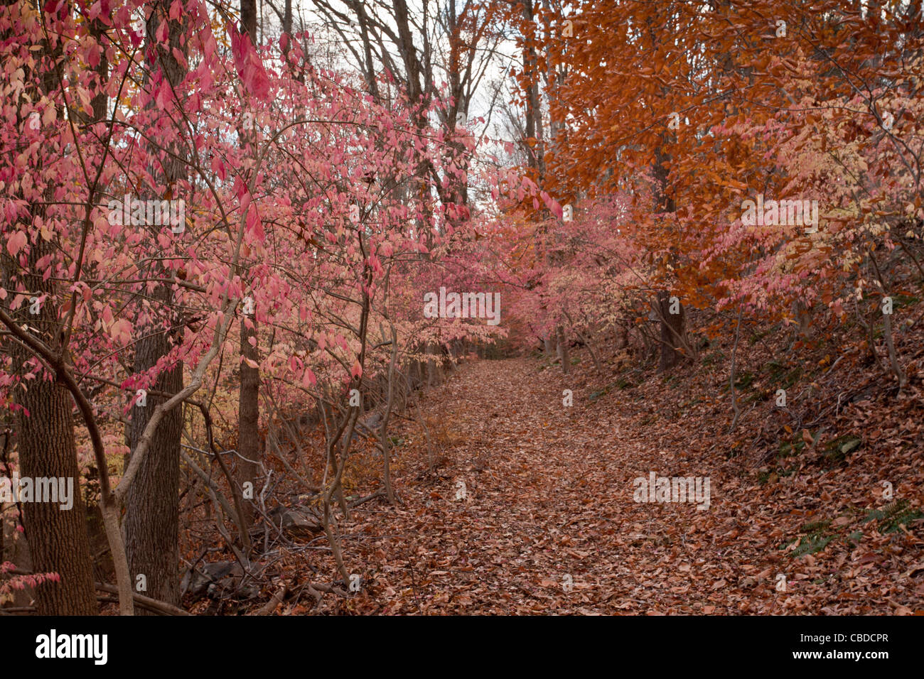 Autumn foliage of Winged Spindle, (Winged Euonymus, Burning Bush), Euonymus alatus; Halle Ravine, autumn; New York State Stock Photo