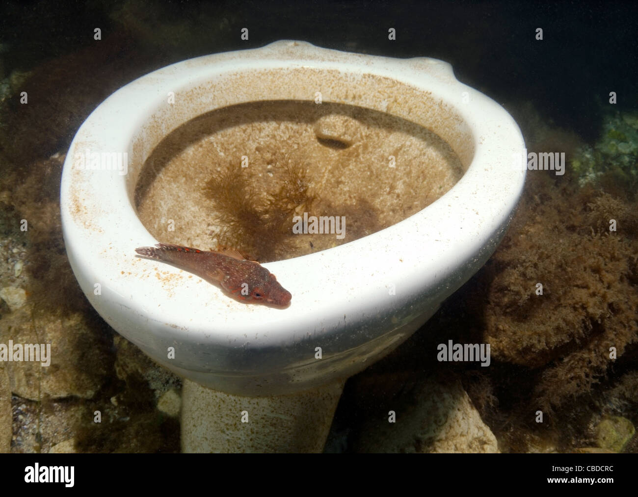 Shore clingfish (Lepadogaster lepadogaster) Black sea, Crimea, Ukraine, Eastern Europe Stock Photo