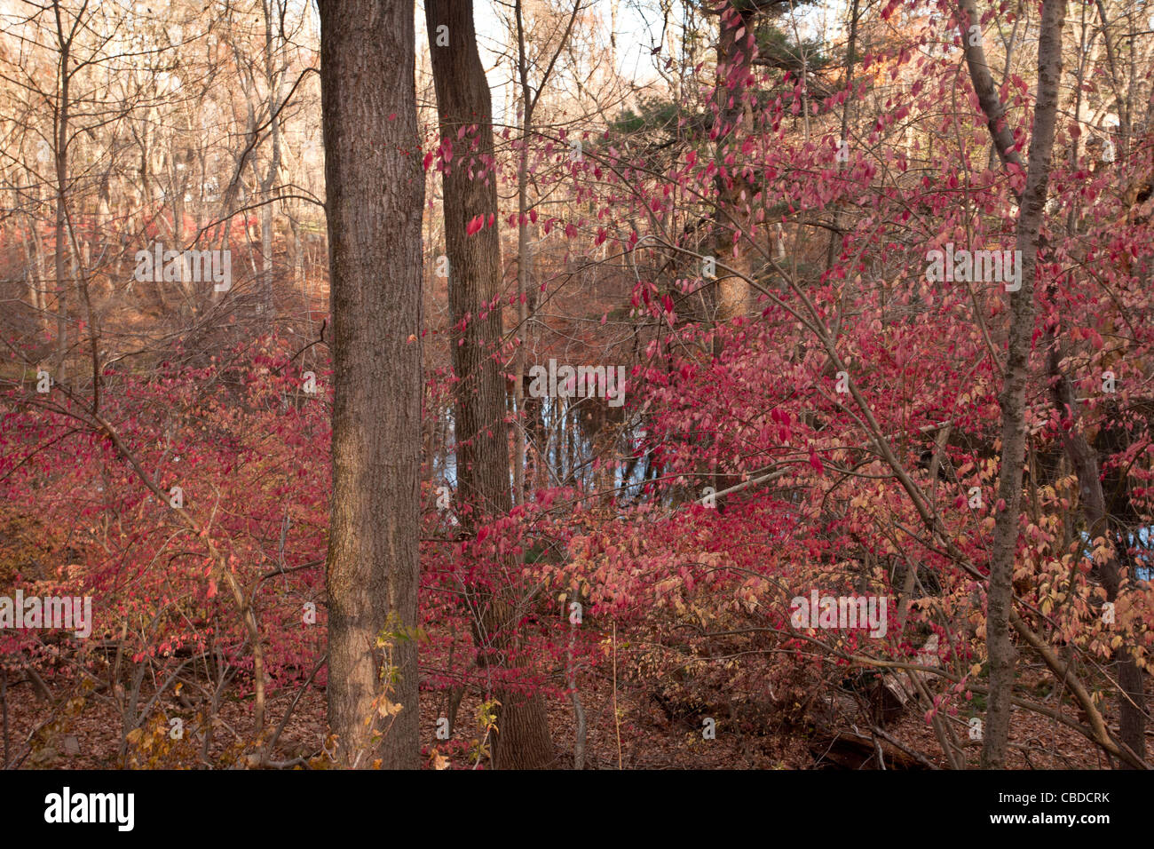 Autumn foliage of Winged Spindle, (Winged Euonymus, Burning Bush), Euonymus alatus, woodland, Halle Ravine, New York state Stock Photo