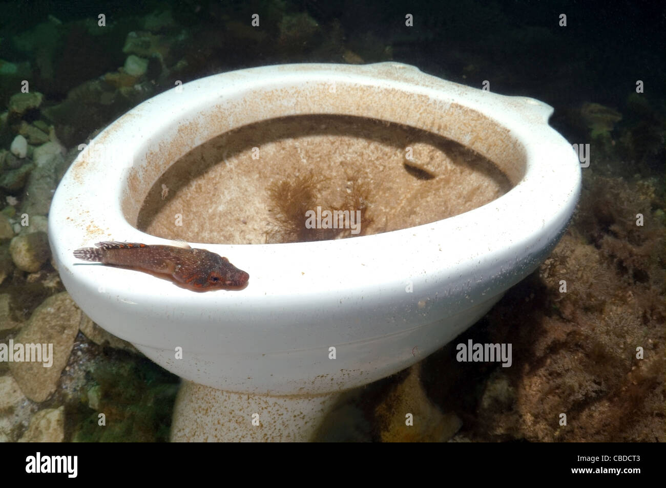 Shore clingfish (Lepadogaster lepadogaster) Black sea, Crimea, Ukraine, Eastern Europe Stock Photo