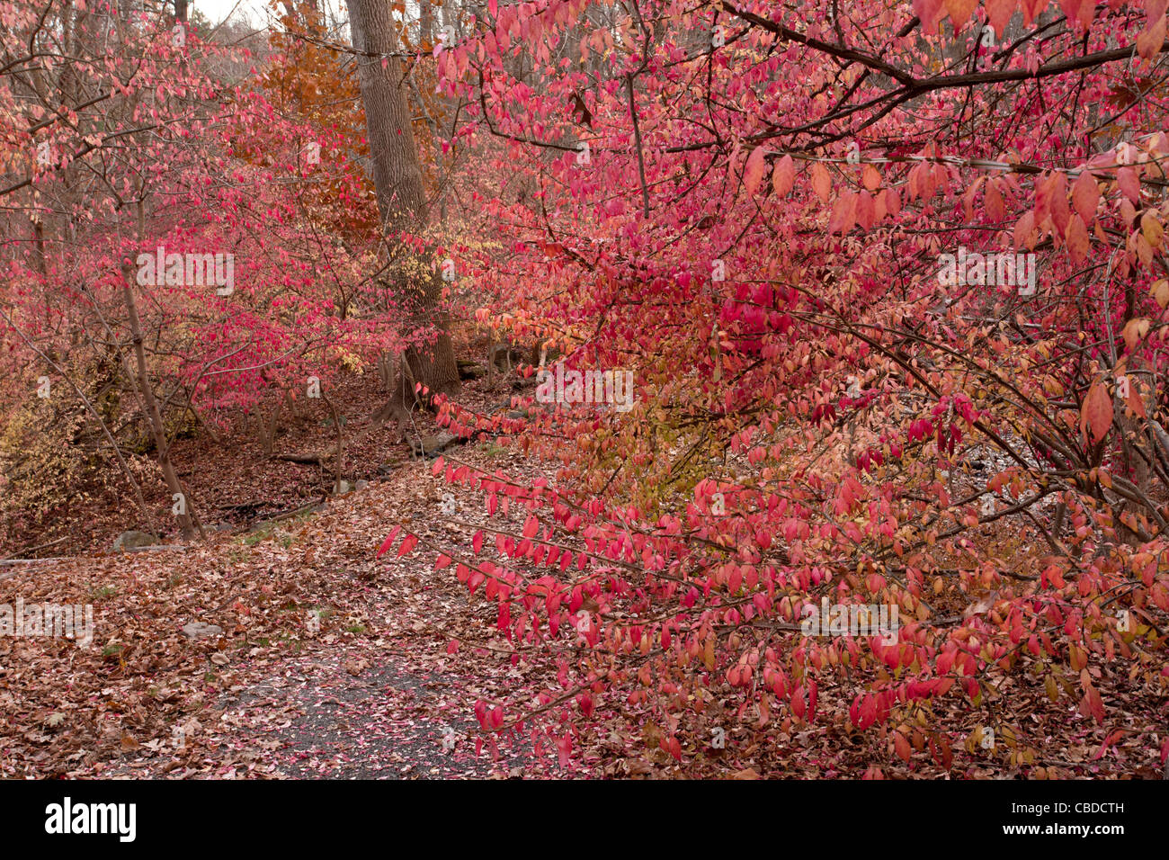 Autumn foliage of Winged Spindle, (Winged Euonymus, Burning Bush), Euonymus alatus; Halle Ravine, autumn; New York State Stock Photo