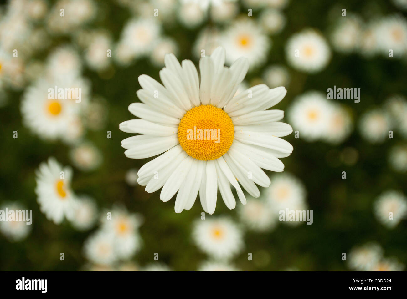 Yellow centred white flower hi-res stock photography and images - Alamy