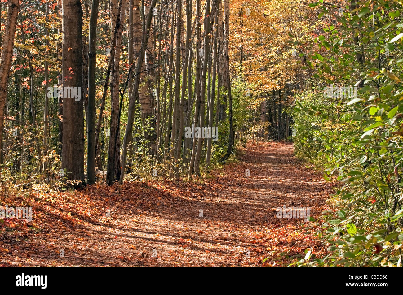 Pathway filled fallen leaves hi-res stock photography and images - Alamy