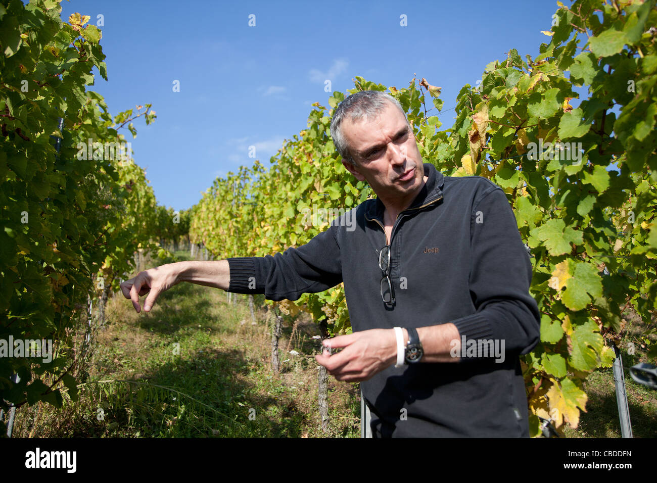 Etienne Hugel with his vines in Riquewihr, Alsace, France. Stock Photo