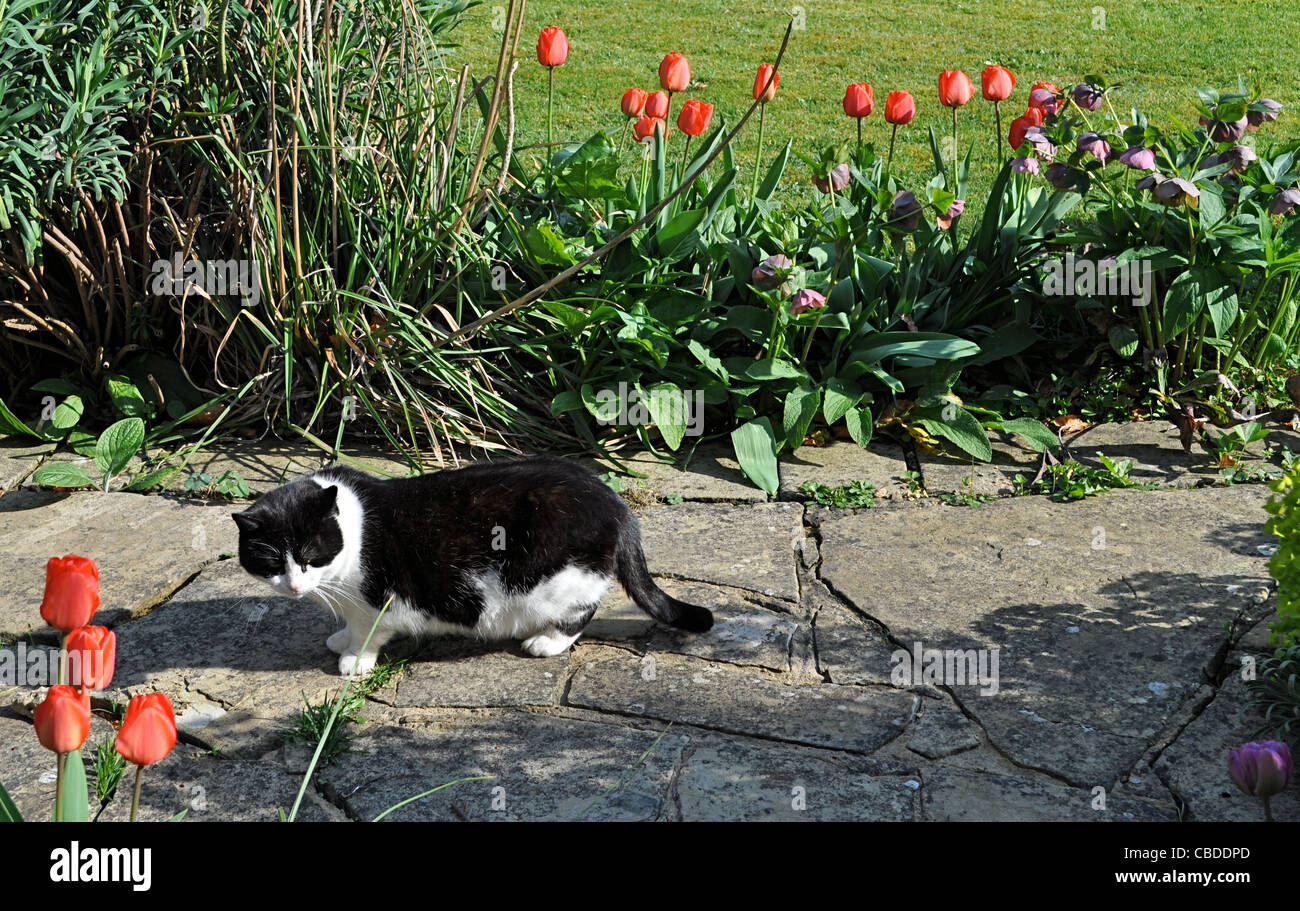 Black and white masked cat, Zorro, once feral later tamed, neutered and homed walks among tulips, spots an enemy and crouches. Stock Photo