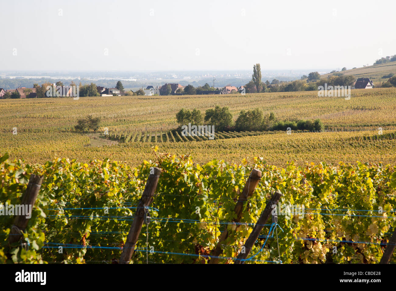 One of the vineyards belonging to Hugel Wines, Alsace, France. Stock Photo