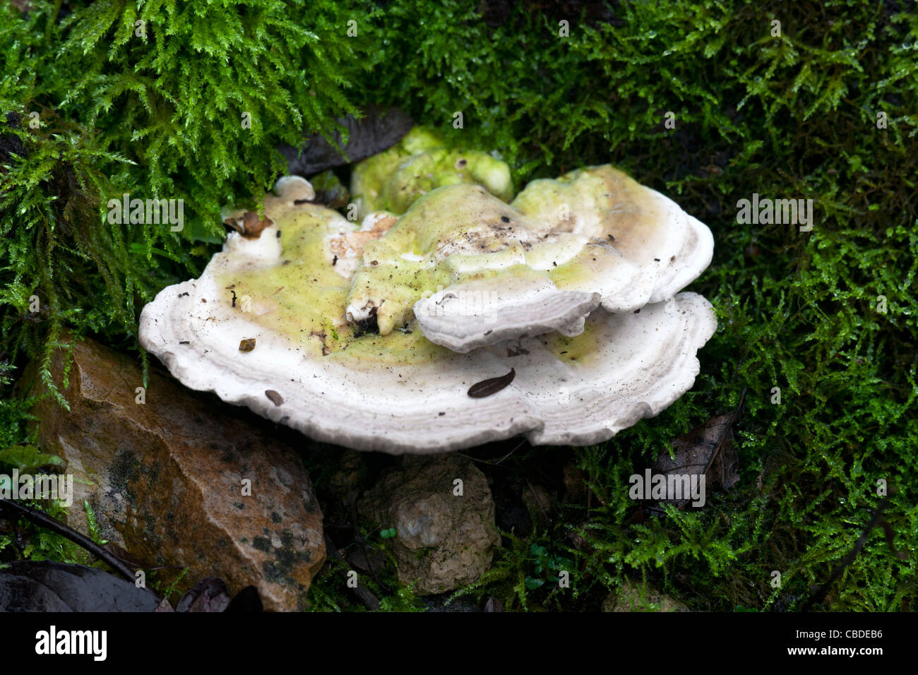 Pseudotrametes gibbosa fungi fruiting body growing in moss on a dead tree stump Stock Photo
