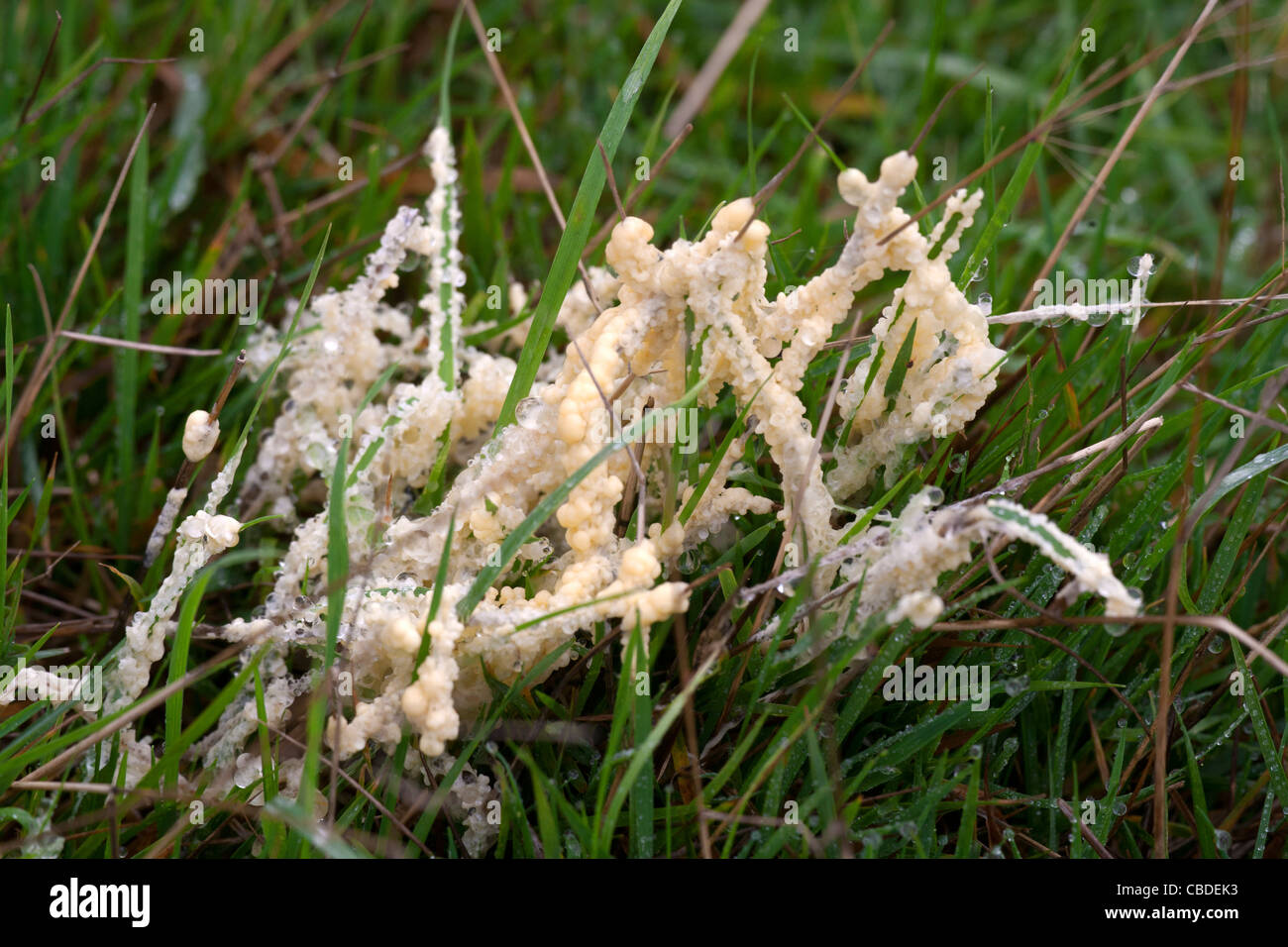 Slime Mold Mucilago crustacea growing on grass Stock Photo