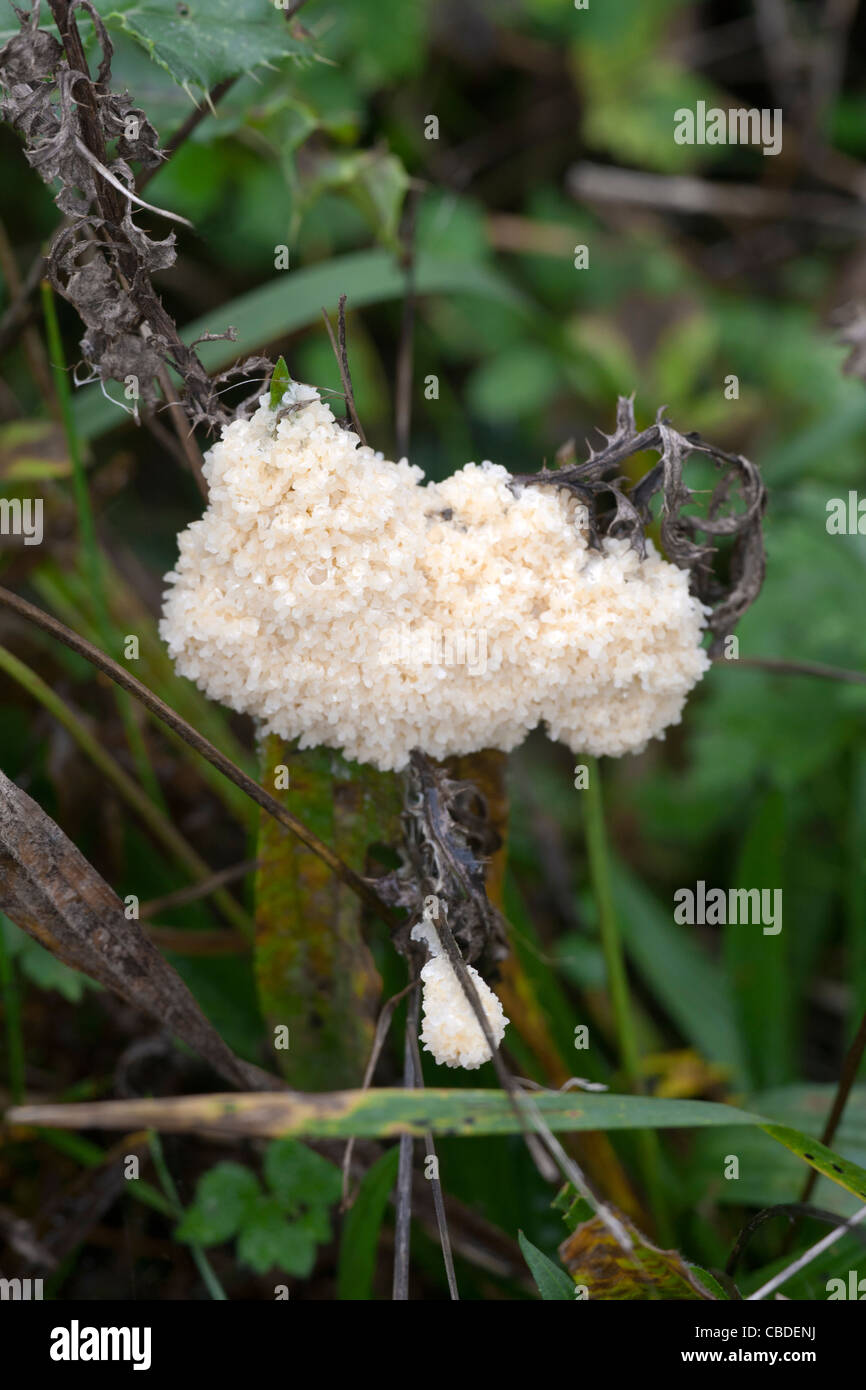 Slime Mold Mucilago crustacea growing on a dead thistle Stock Photo
