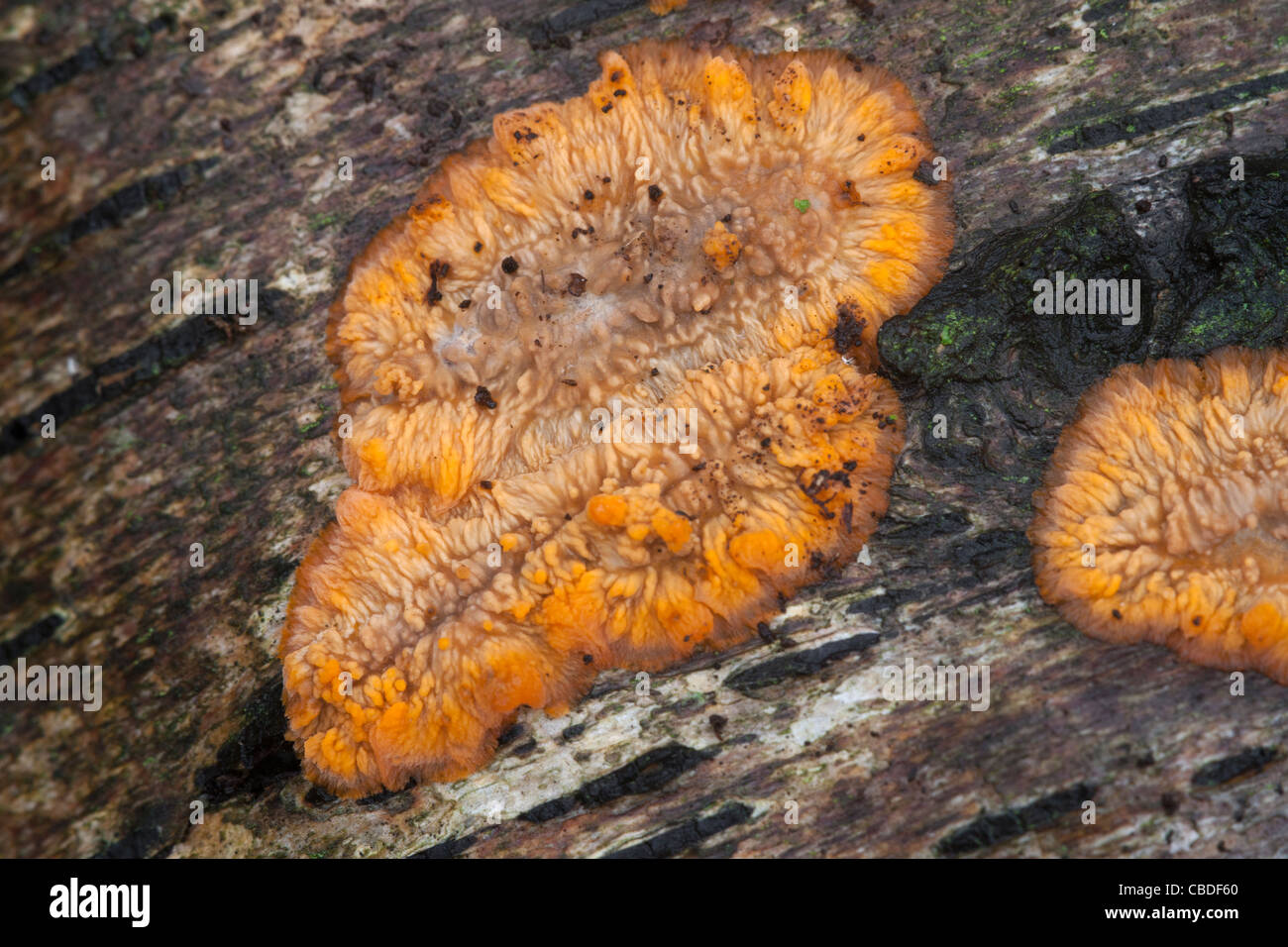 Wrinkled Crust Phlebia radiata fungi growing a dead fallen tree trunk Stock Photo