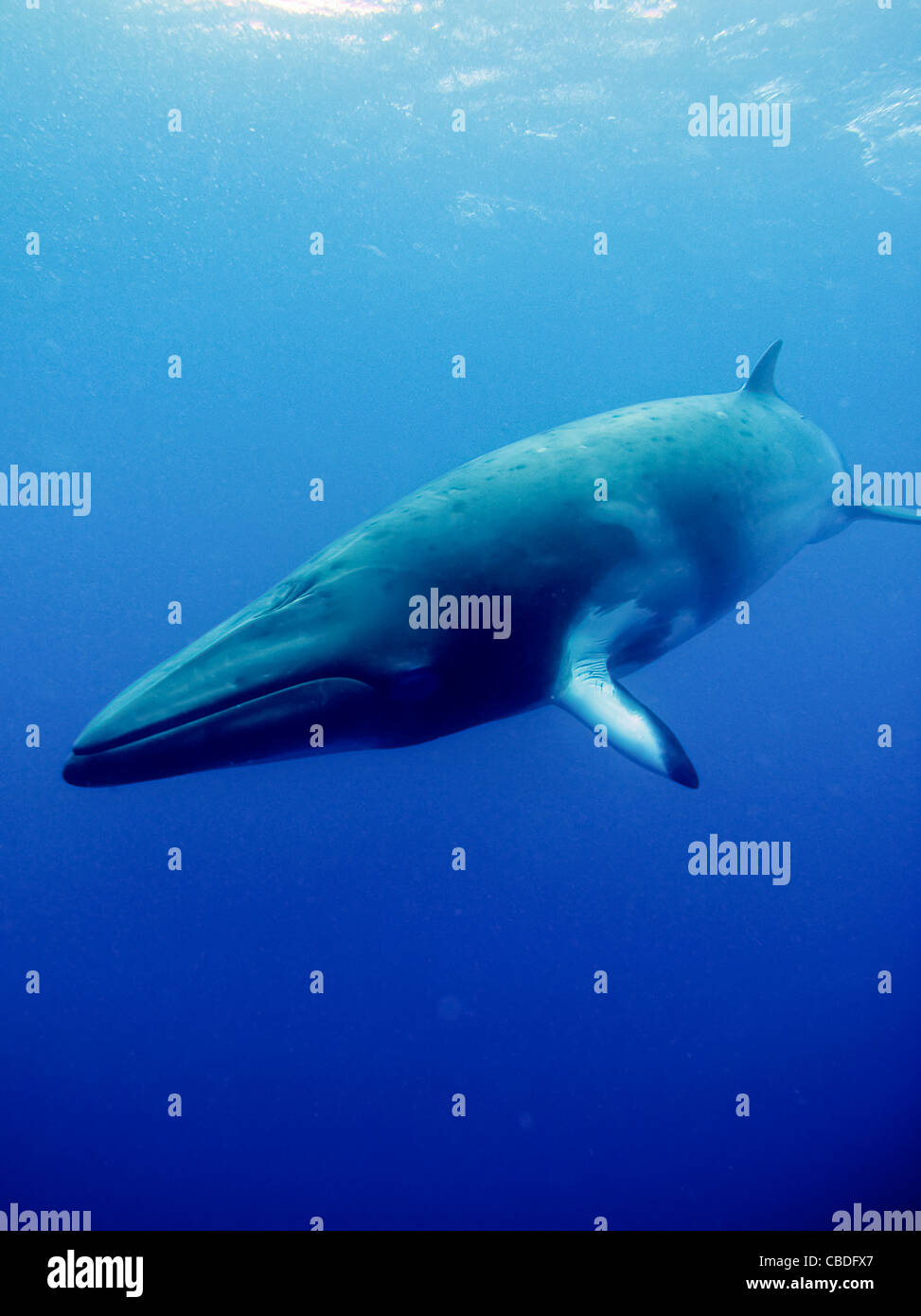 Dwarf Minke Whale on Australia's Great Barrier Reef. Stock Photo