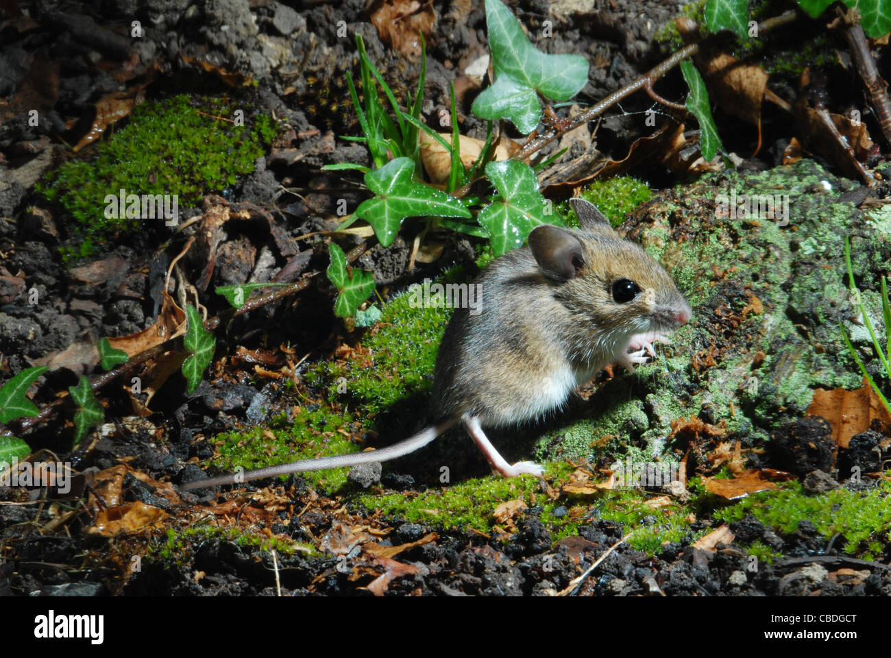 Wood Mouse Apodemus sylvaticus in woodland setting Stock Photo Alamy