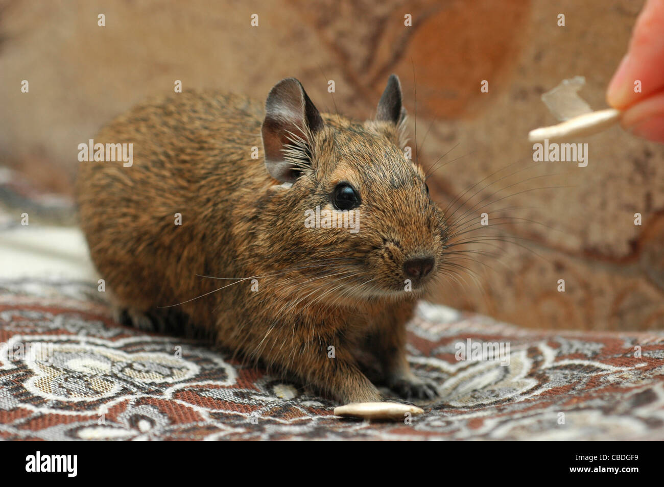 Degu. (Octodon degus Stock Photo Alamy