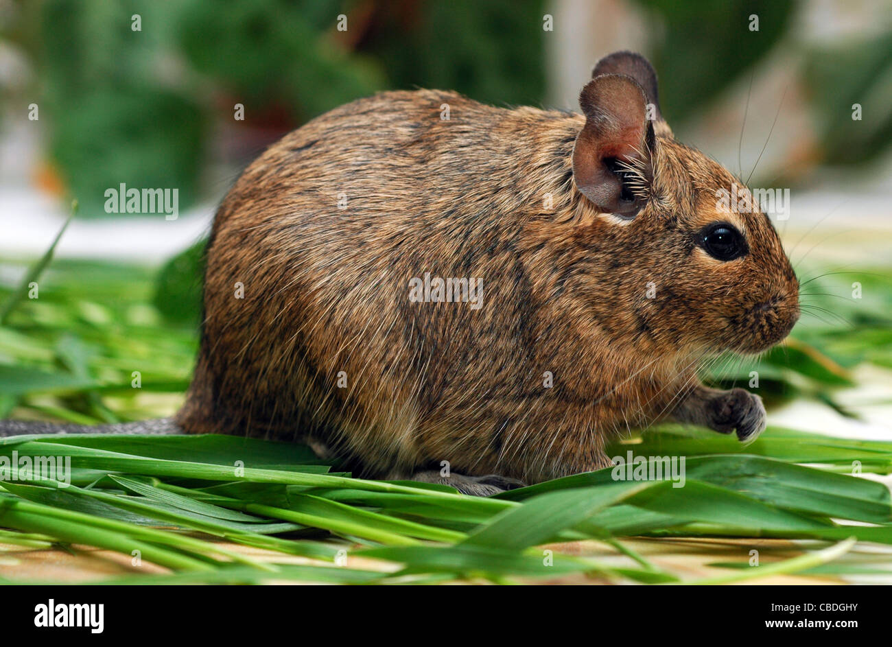 Degu. (Octodon degus) Stock Photo