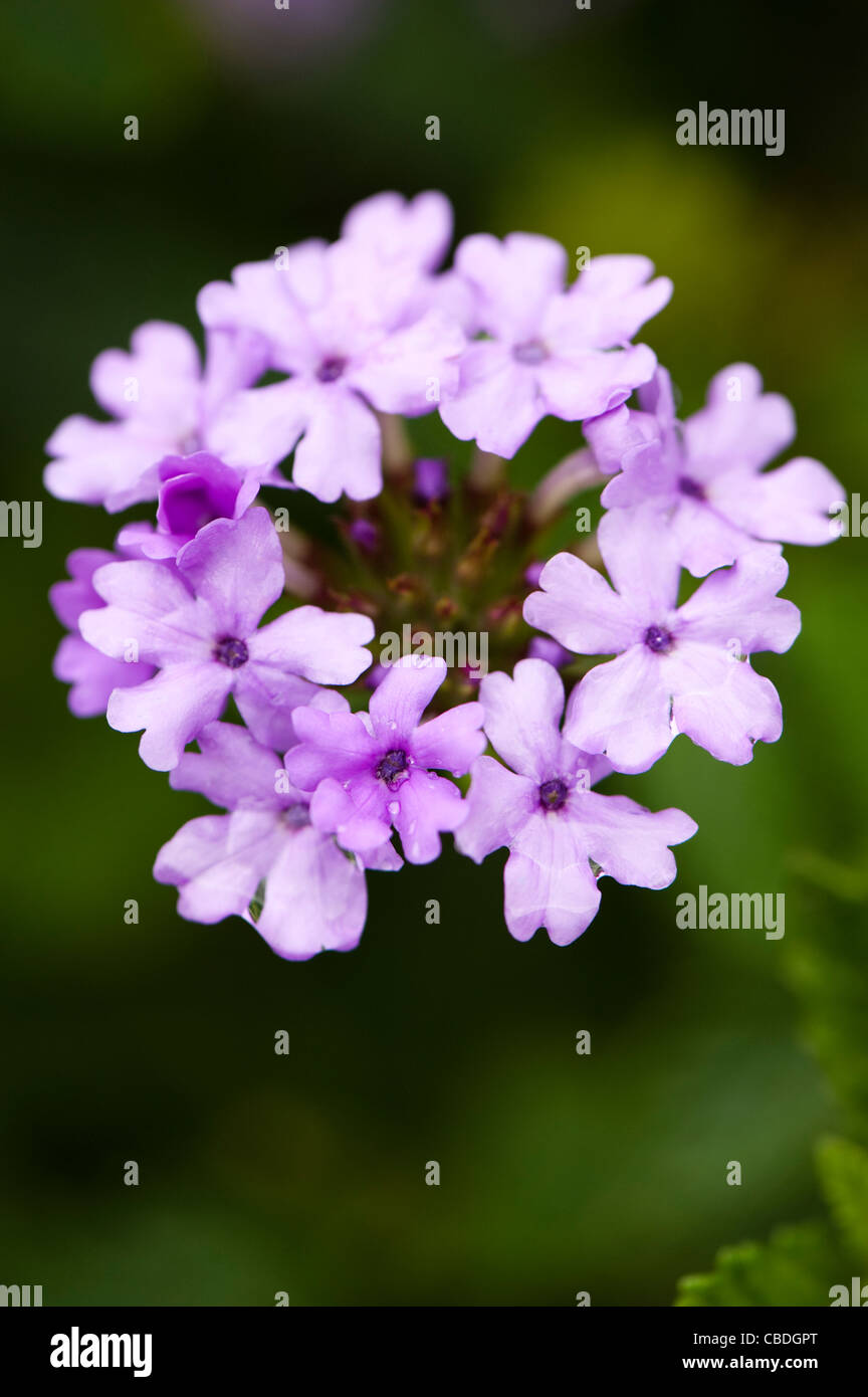 Verbena ‘La France’ in flower Stock Photo