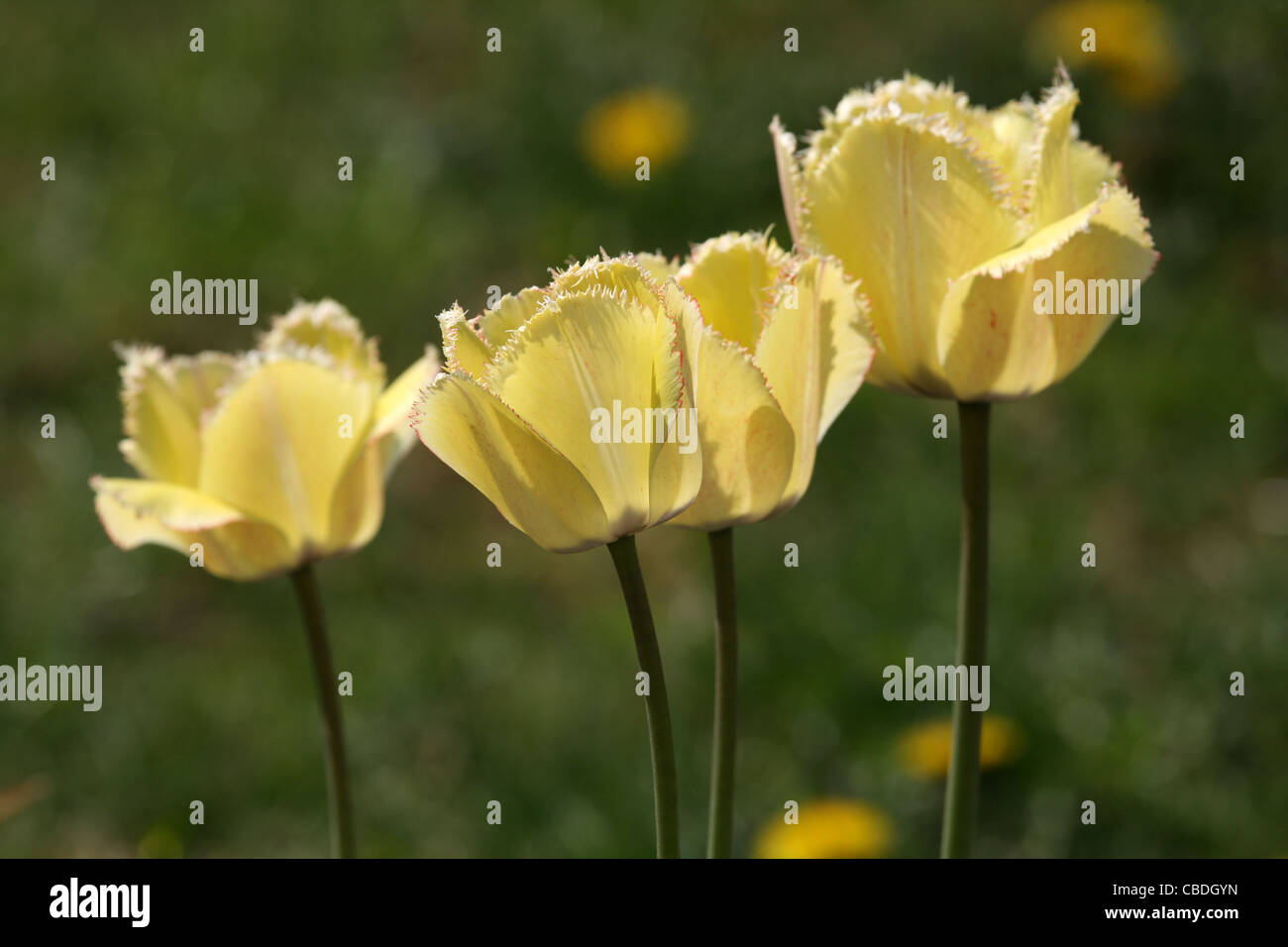 Garden flowers. yellow tulips Stock Photo