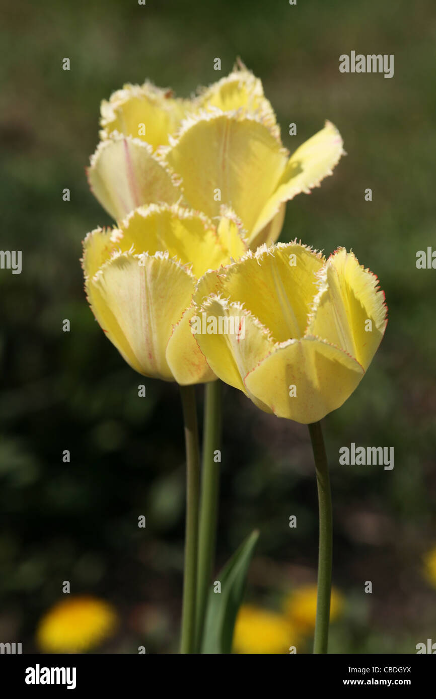 Garden flowers. yellow tulips Stock Photo