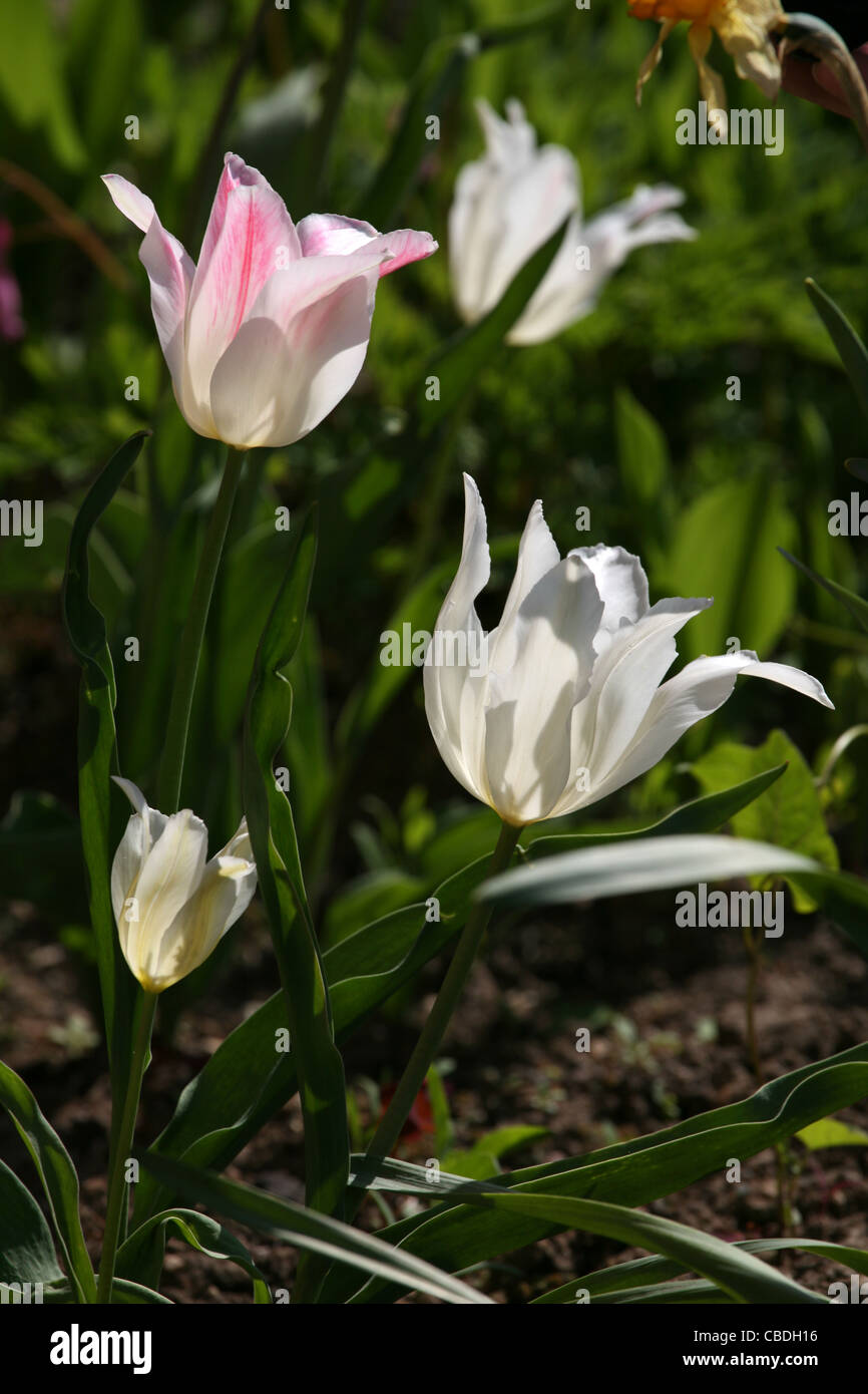Garden flowers. white tulips Stock Photo