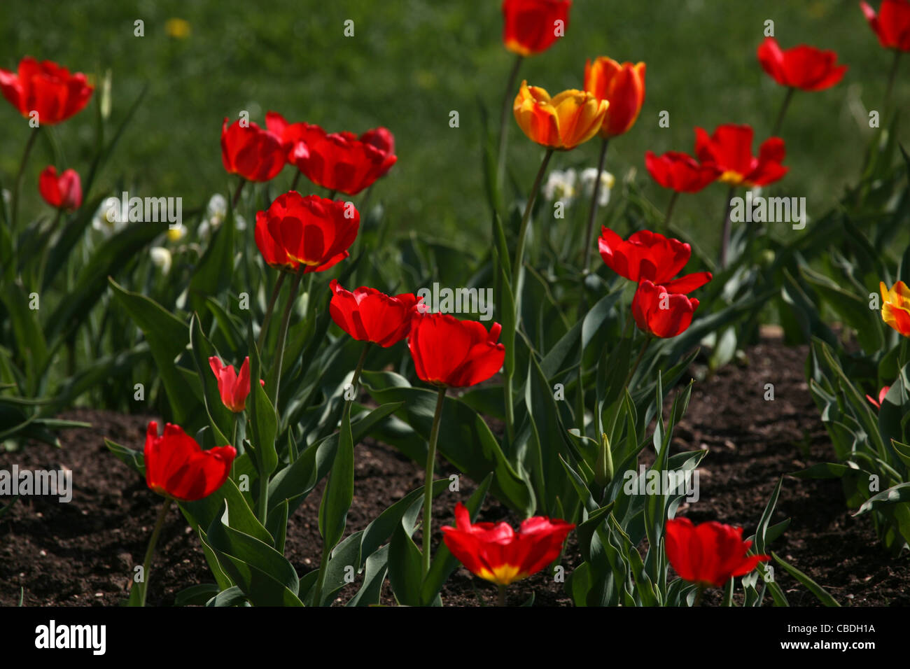 Garden flowers. red tulips Stock Photo