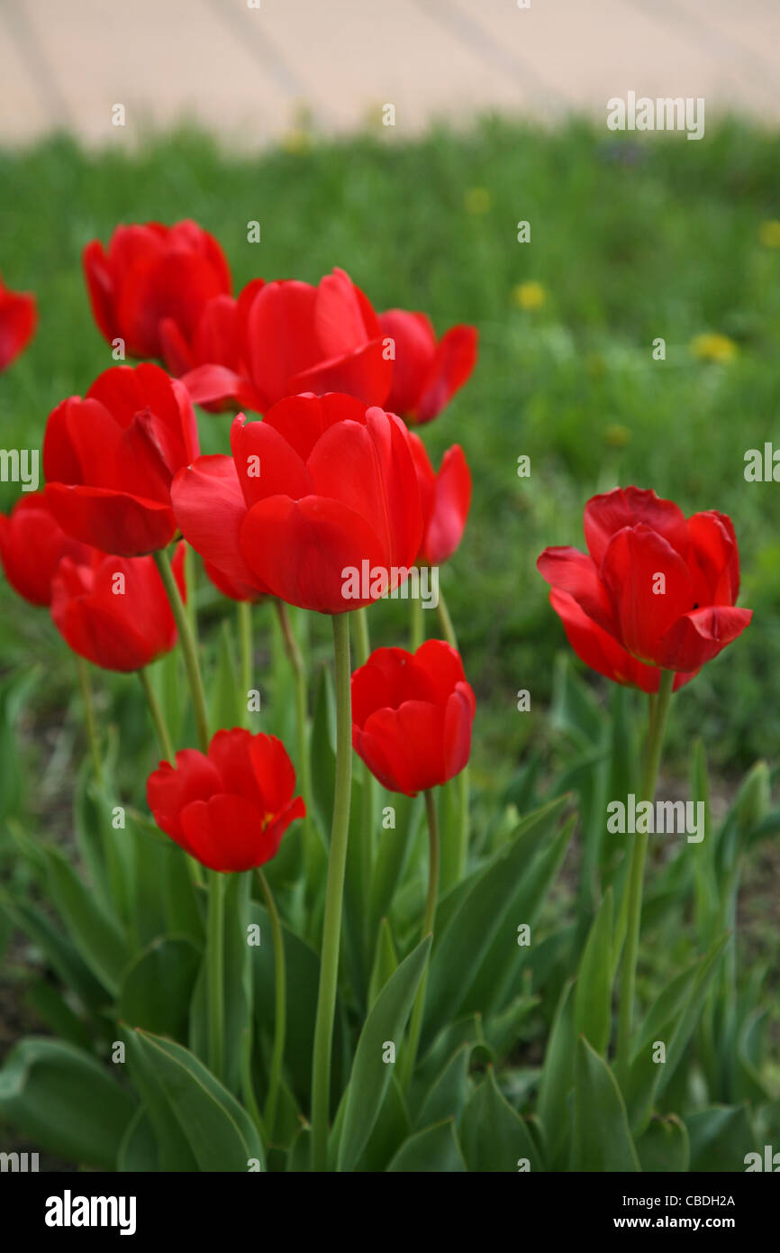 Garden flowers. red tulips Stock Photo