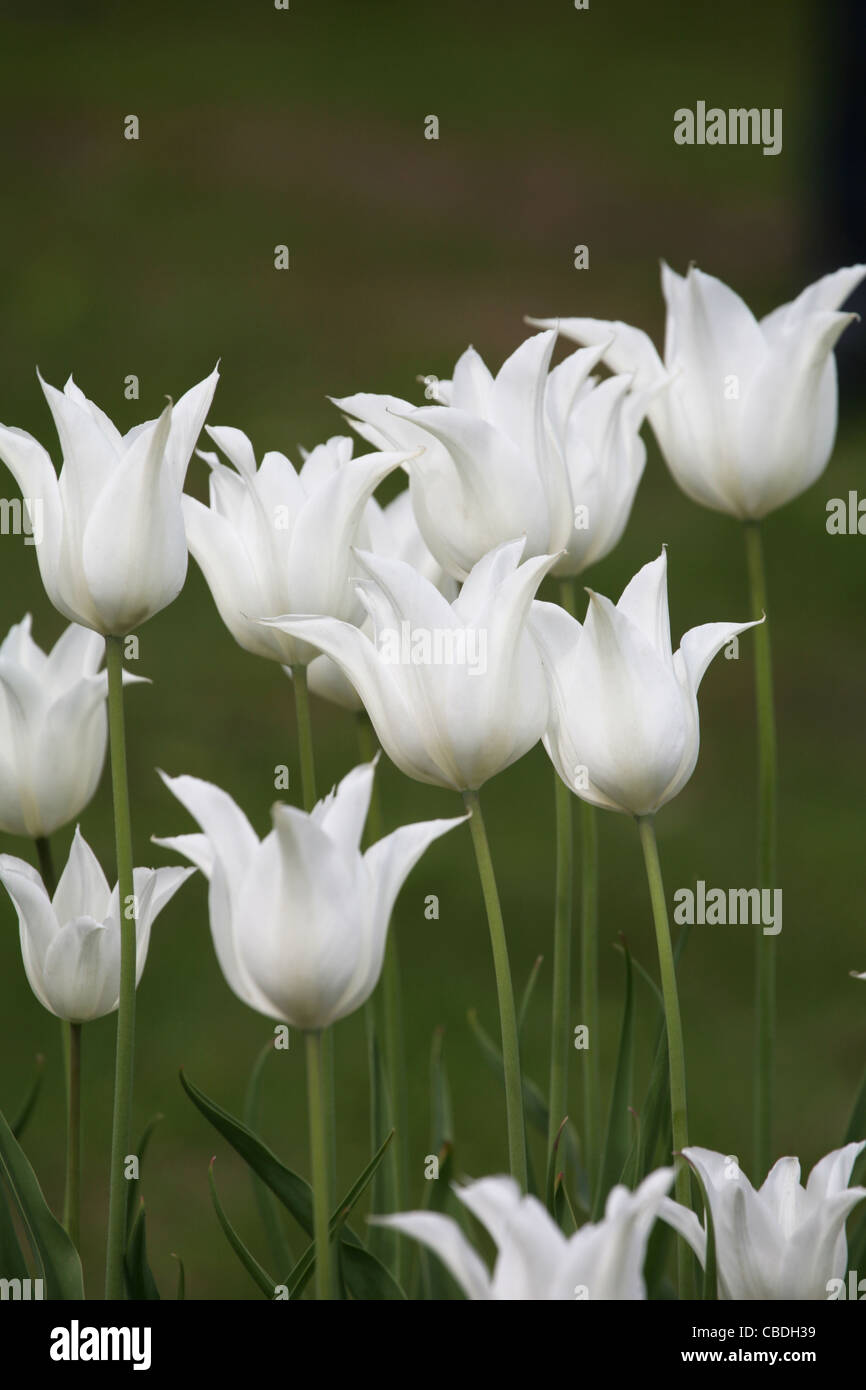 Garden flowers. white tulips Stock Photo