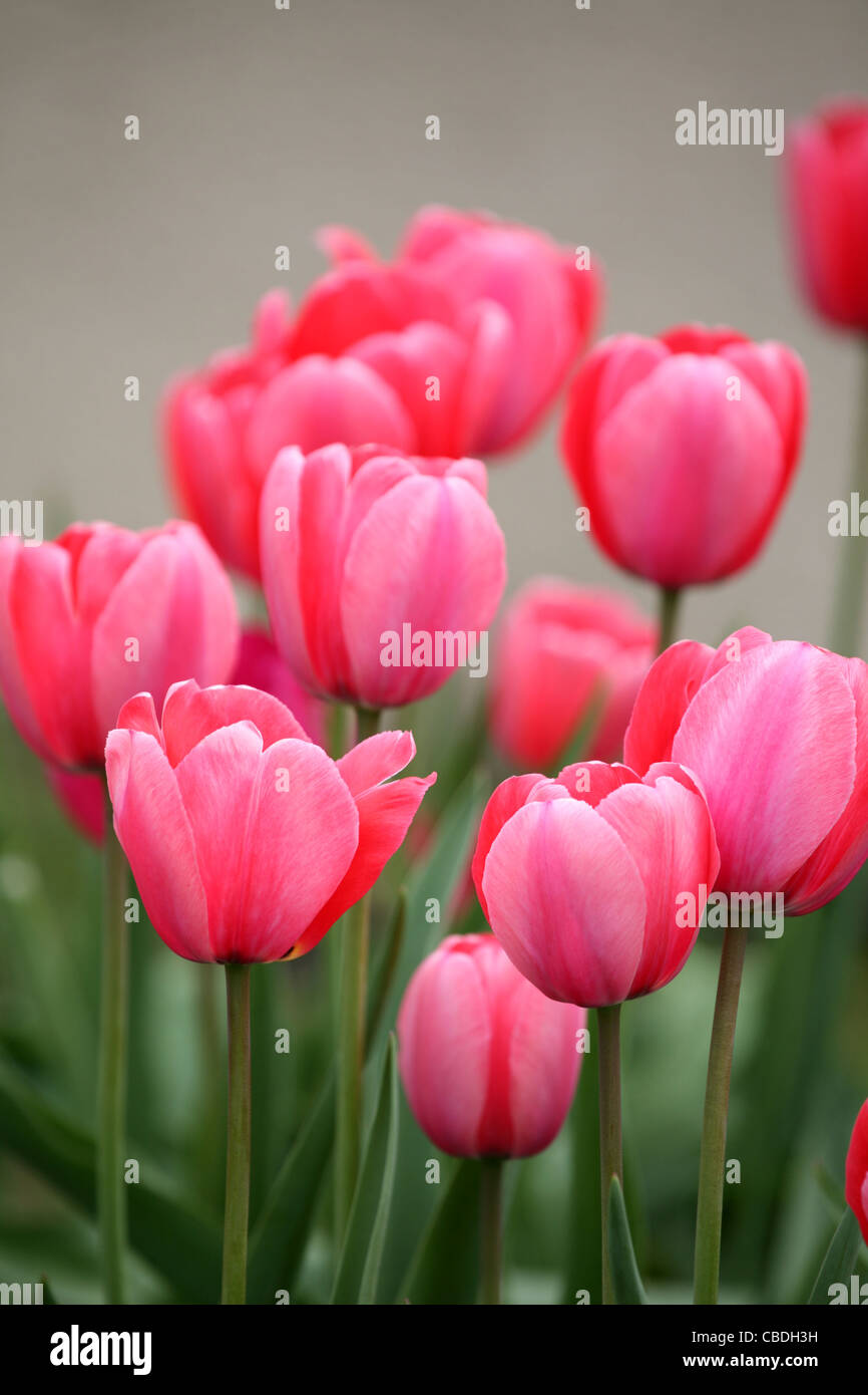 Garden flowers. Pink tulips Stock Photo