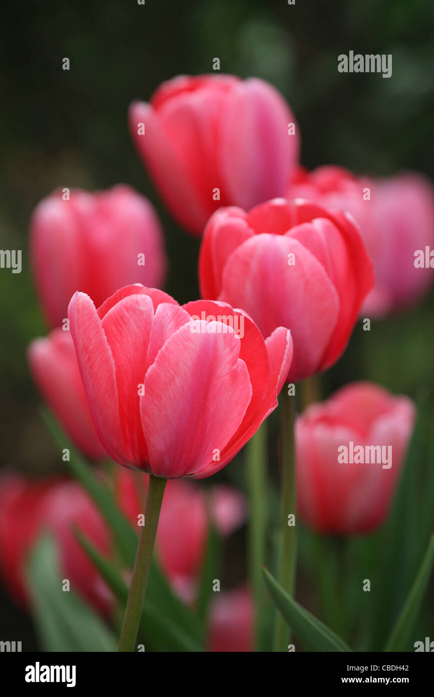 Garden flowers. Pink tulips Stock Photo
