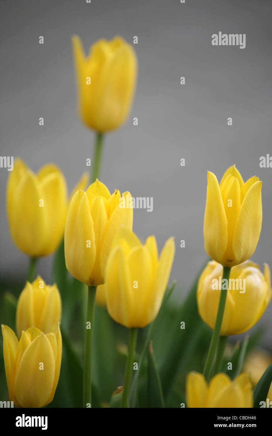 Garden flowers.yellow tulips Stock Photo