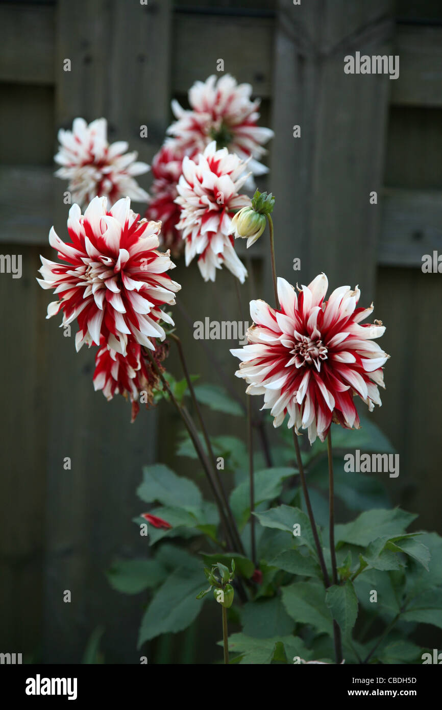 Garden flowers. asters Stock Photo