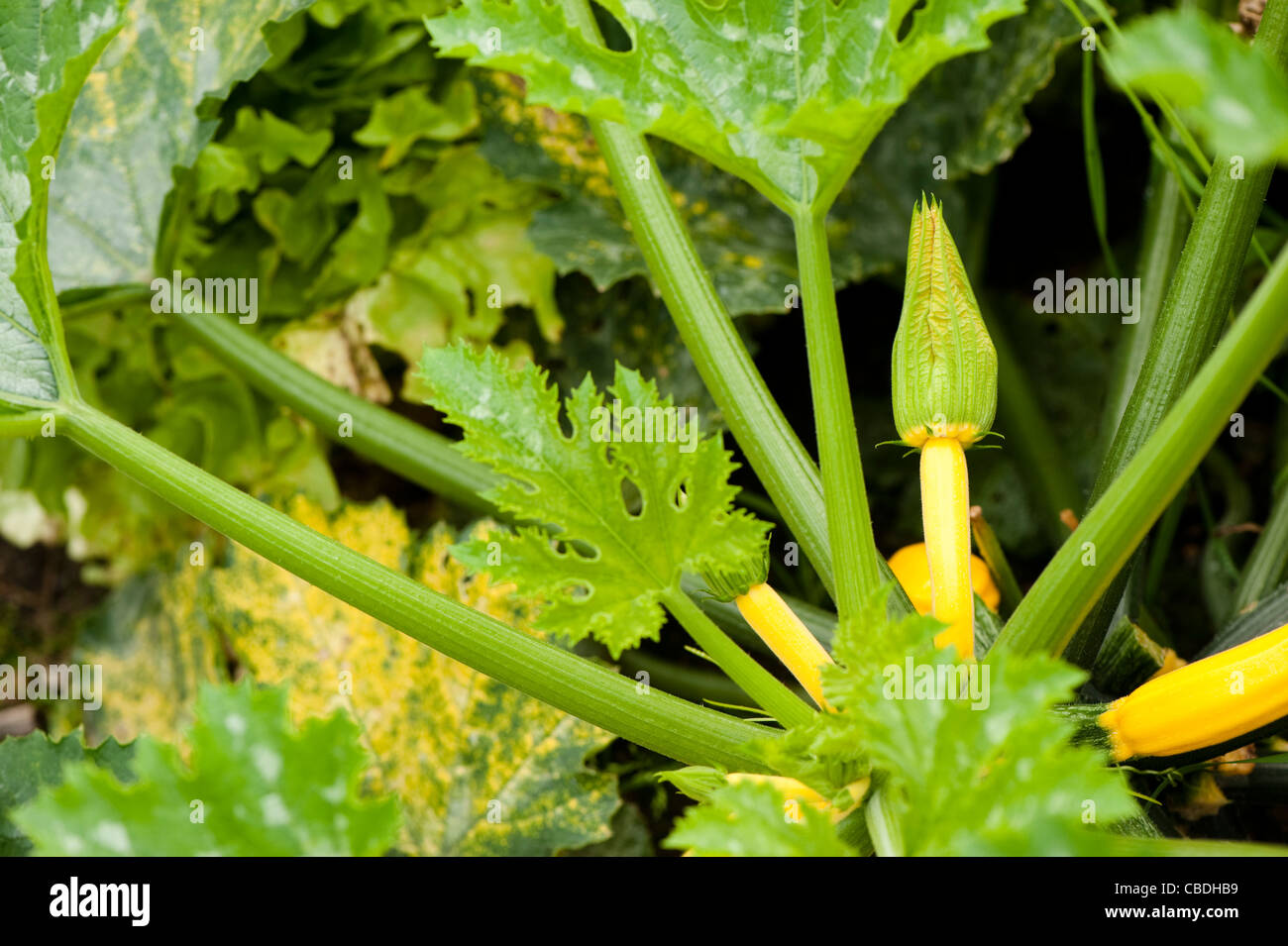 Yellow Courgette ‘Parador’ F1 Hybrid, Cucurbita pepo Stock Photo