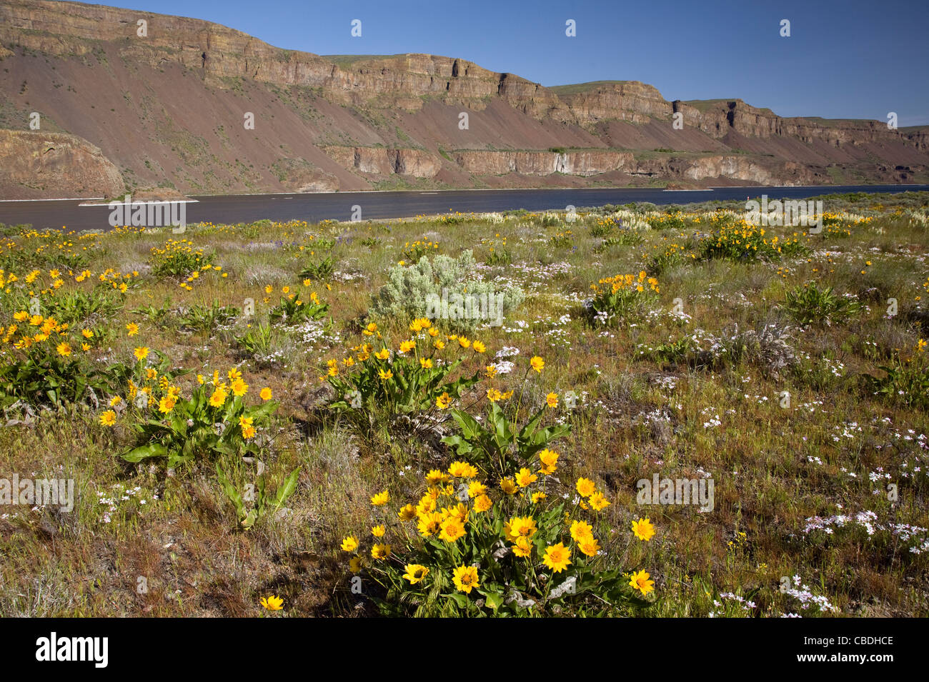 Arrow leaf Balsamroot and phlox blooming in the meadows along the shores of Lenore Lake in the Lower Grand Coulee. Stock Photo