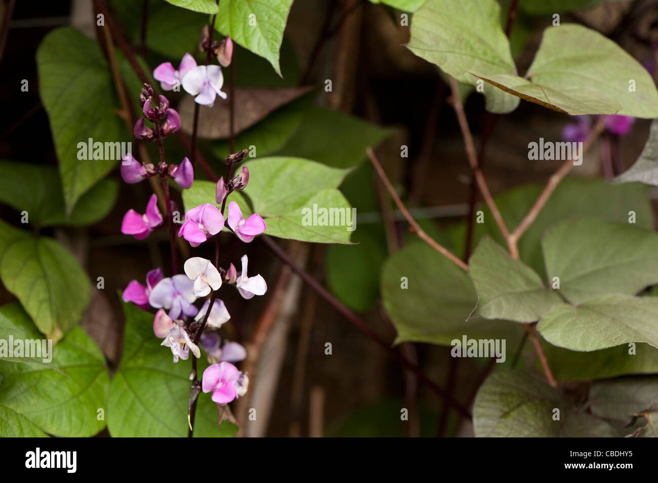 Lablab purpureus, Hyacinth Bean, in flower Stock Photo - Alamy