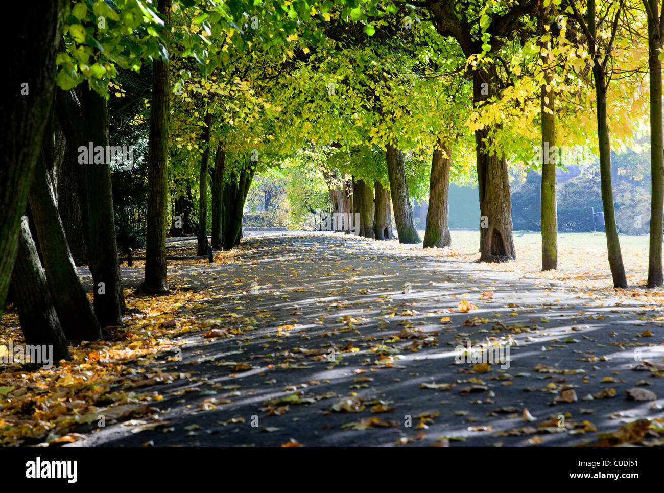 Colorful alley with leaves in fall autumn park Stock Photo - Alamy