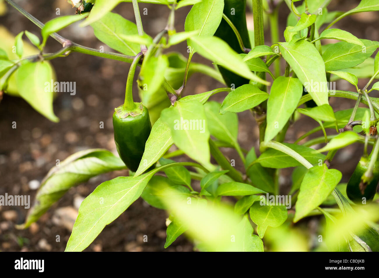 Chilli Pepper ‘Jalapeno Summer Heat’, Capsicum annuum Stock Photo