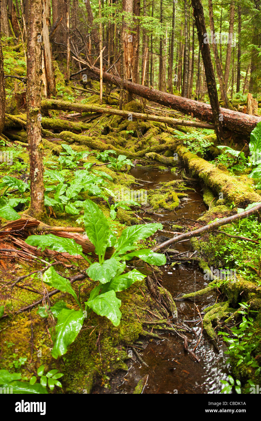 Tongass National Forest, Sitka, Alaska Stock Photo