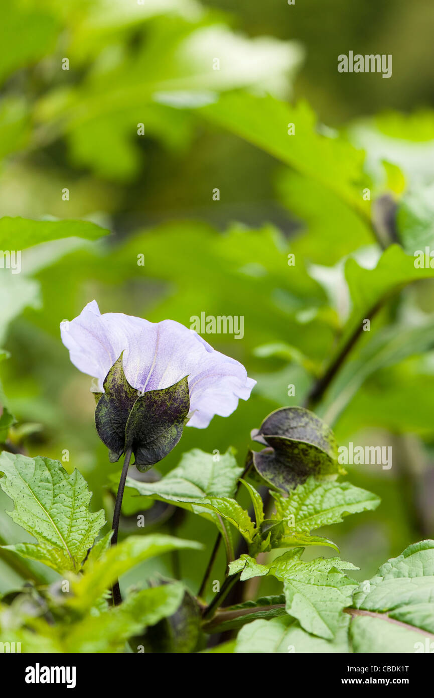 Nicandra physalodes, Shoo-Fly or Apple of Peru Stock Photo