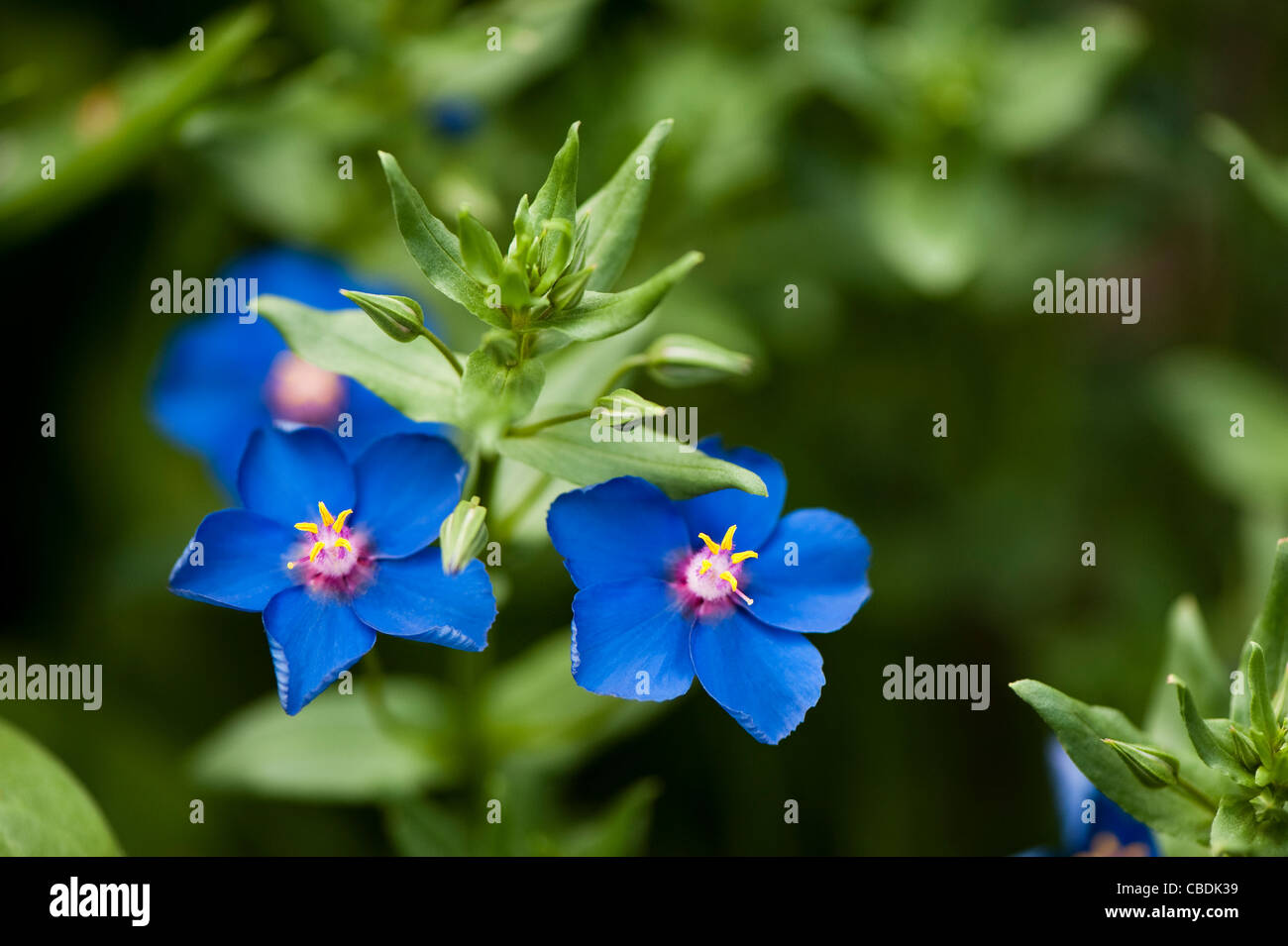 Anagallis, Blue Pimpernel, hardy annual in flower Stock Photo