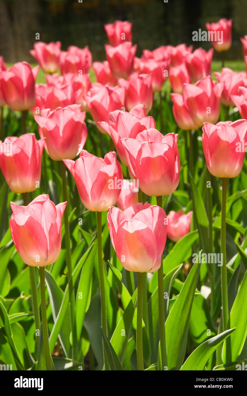 Group of blooming reddish-pink tulips in spring Stock Photo