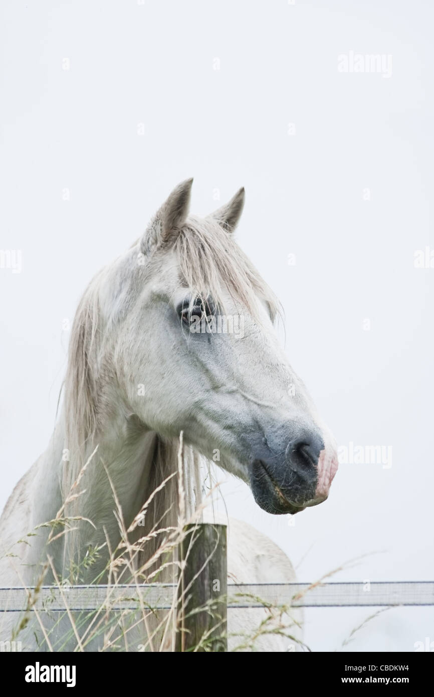 Head of white horse with light blue background - vertical image Stock Photo
