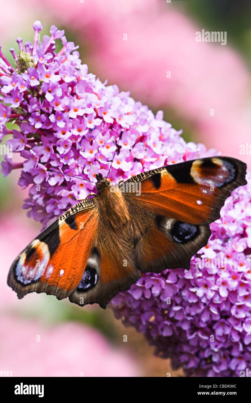 Peacock butterfly or Inachis io on pink flowers at Budleia or butterfly bush Stock Photo
