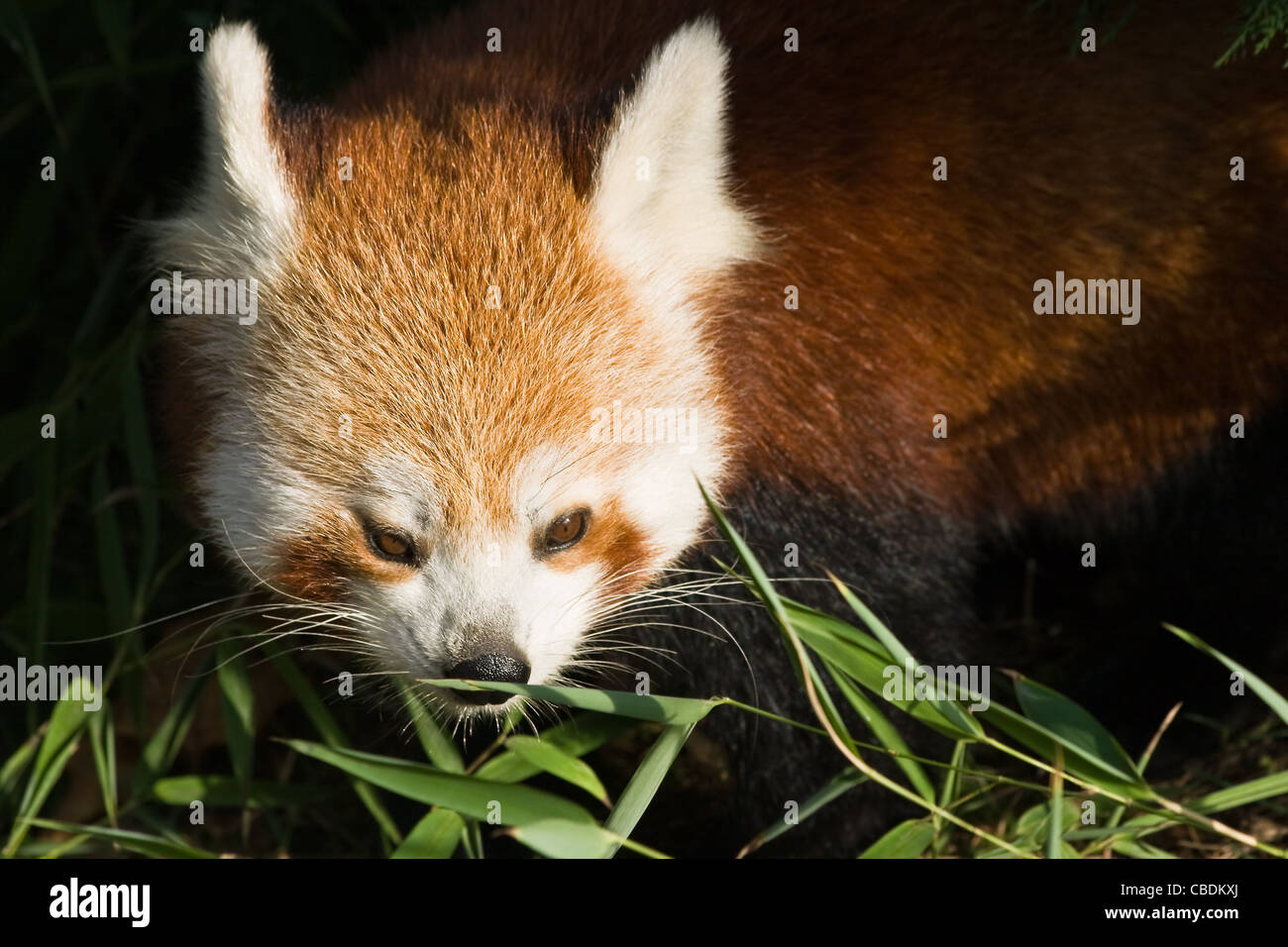 Red panda, Firefox or Ailurus fulgens eating bamboo leaves Stock Photo