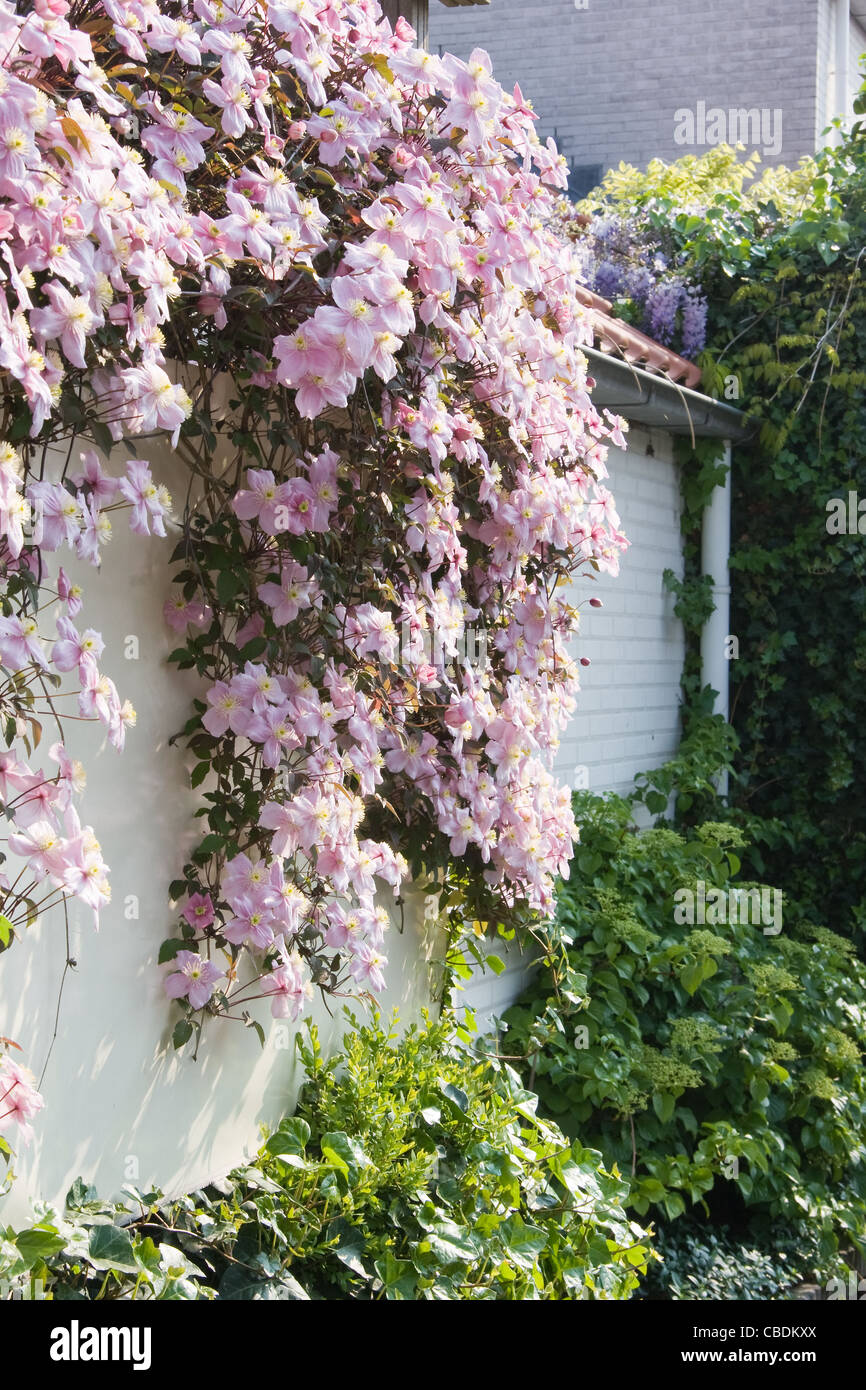 White wall with pink flowering Clematis montana in spring Stock Photo
