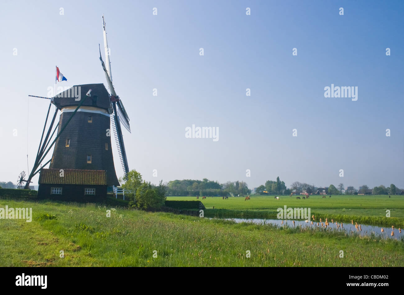 Dutch watermill in polder with farms and horses in spring Stock Photo