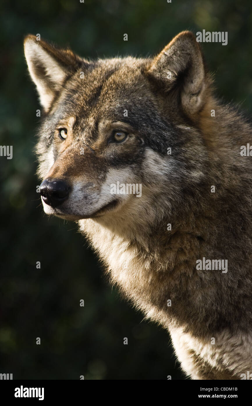 Alert grey wolf standing and staring in the sun on winter morning Stock Photo