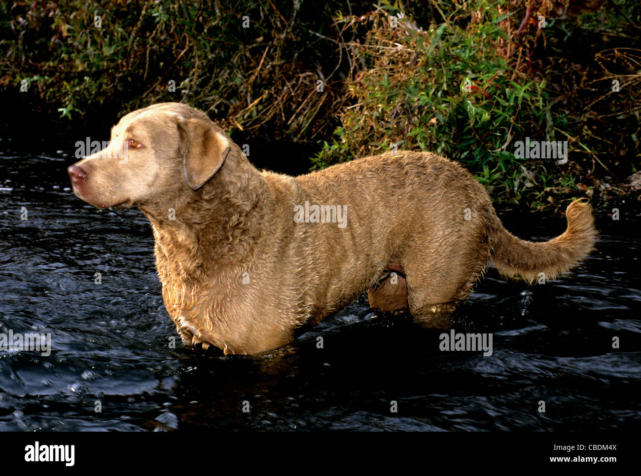 chesapeake water dog