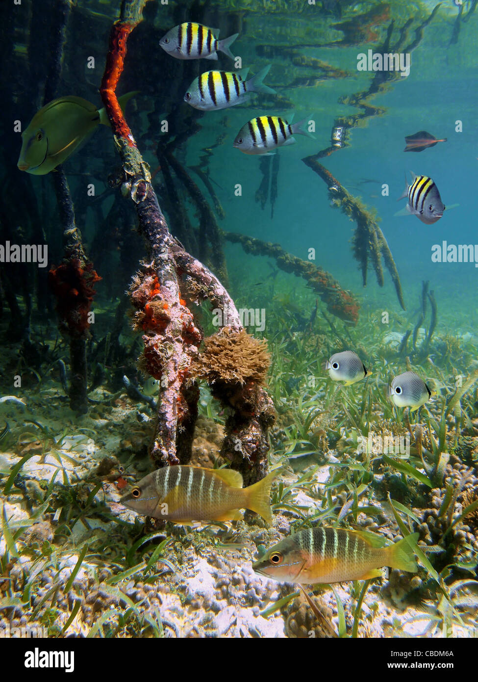 Underwater mangrove roots and tropical fish, Caribbean sea Stock Photo